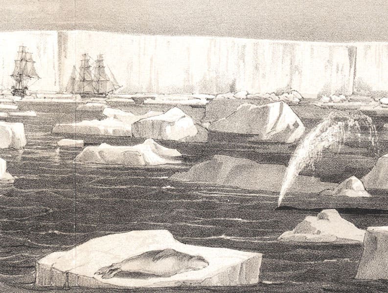 HMS Erebus (and Terror) against the Ross Ice Shelf, Antarctica, with a sun-bathing seal and a spouting whale in the foresea, detail of a folding engraved plate in A Voyage of Discovery and Research in the Southern and Antarctic Regions during the Years 1839-1843, by James Clark Ross, 1847 (Linda Hall Library)