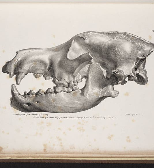 Cave bear skull, from John MacEnery, <i>Cavern researches</i>, 1859 (Linda Hall Library)