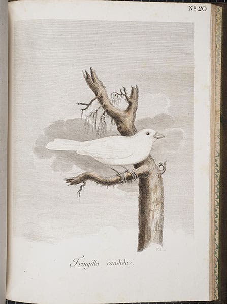 White chaffinch, hand-colored etching, Andes Sparrman, Museum carlsonianum, 1786-9, Smithsonian Libraries (library.si.edu)