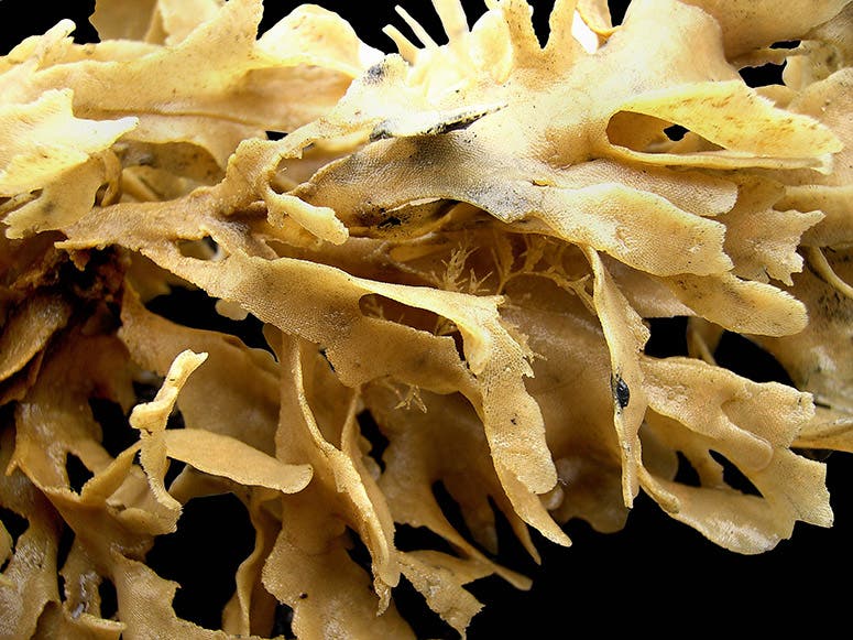 Flustra foliacea, a bryozoan studied by Robert Grant and Charles Darwin, modern photograph (Wikimedia commons)