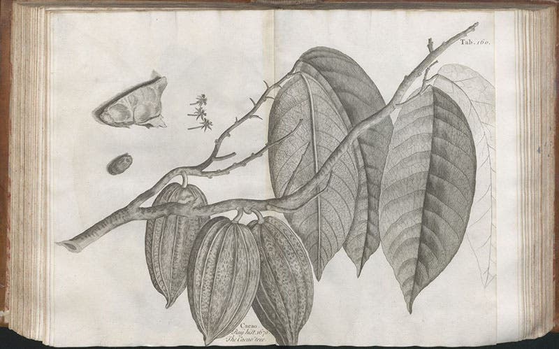 Cacao tree (Theobroma cacao), with seed pods, engraving in A Natural History of Jamaica, by Hans Sloane, vol. 2, plate 160, 1707-25 (Linda Hall Library)