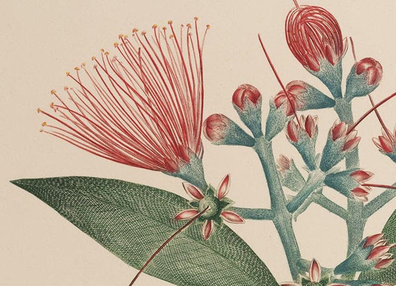 Very close detail of first image, showing how the color lies, not on the surface of the plate, but down in the engraved lines of the copper plate, plate 445 in Banks’ Florilegium, 1980-90 (Linda Hall Library)
