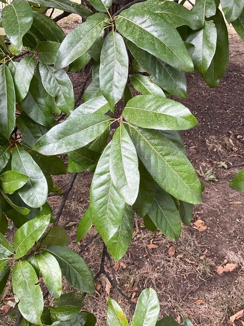 Shingle Oak leaf