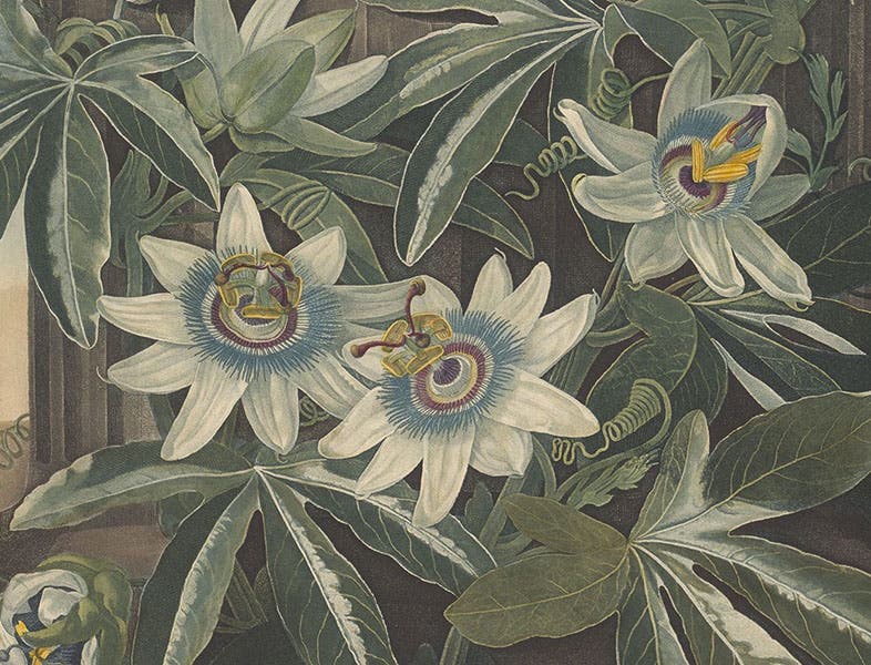 Detail of Blue Passion Flower (second image above), hand-colored and color-printed engraving by James Caldwall, 1800, after painting by Philip Reinagle, in The Temple of Flora, by Robert Thornton, 1807 (Linda Hall Library)