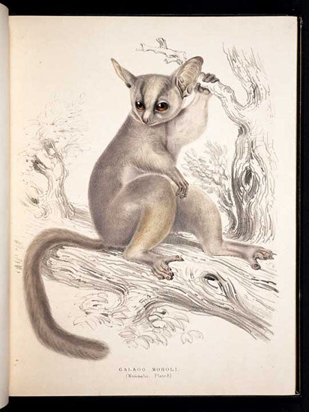 Galago moholi, Mohol bushbaby, Andrew Smith, Illustrations of the Zoology of South Africa: Mammalia, 1849 (Linda Hall Library)