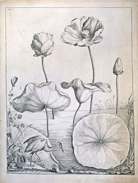 American lotus, great blue heron, Venus flytrap, ink drawing by William Bartram, 1767, Natural History Museum, London (nhm.ac.uk)