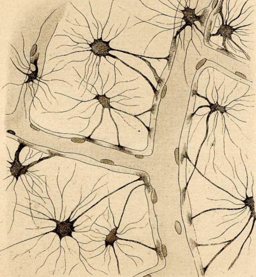One of Camillo Golgi’s drawings of neurons darkened with silver (nlm.nih.gov)