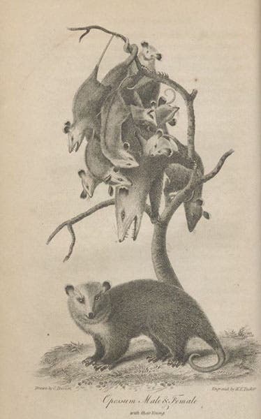 Opossum family, engraving after C. Burton, American Natural History, by John Godman, vol. 2, 1831 (Linda Hall Library)