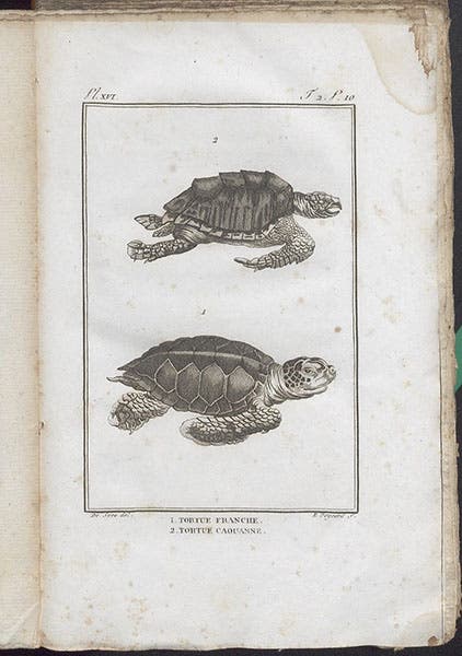 Two tortoises, engraving, in François Daudin, Histoire naturelle ... des reptiles, vol. 2, 1802 (Linda Hall Library)