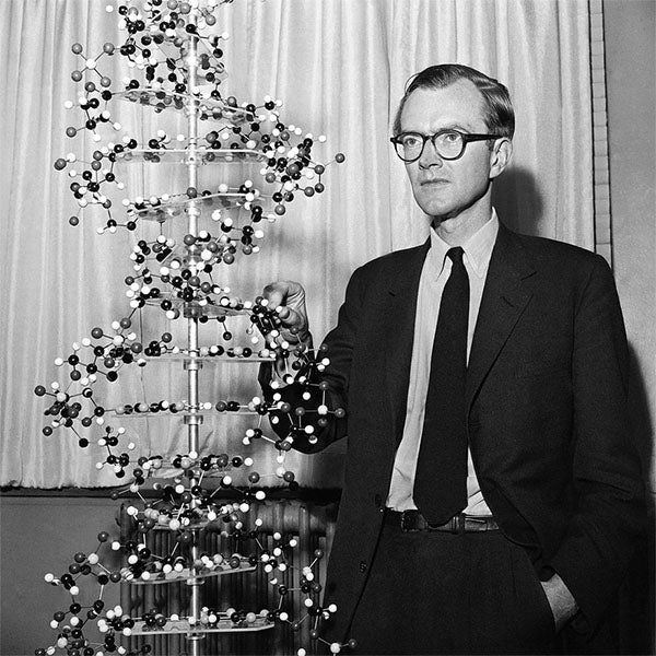 Maurice Wilkins posing with a model of a DNA molecule, undated (britannica.com)