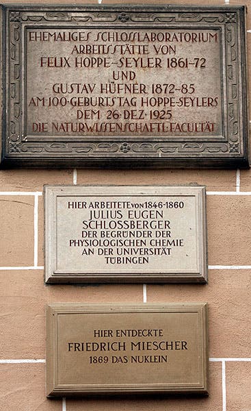 Plaques on the wall of Schloss Hohentübingen, honoring the achievements of Felix Hoppe-Seyler (top) and Friedrich Miescher (bottom). The bottom plaque says simply: “Here Friedrich Miescher discovered ‘Das Nuklein’ 1869.”
