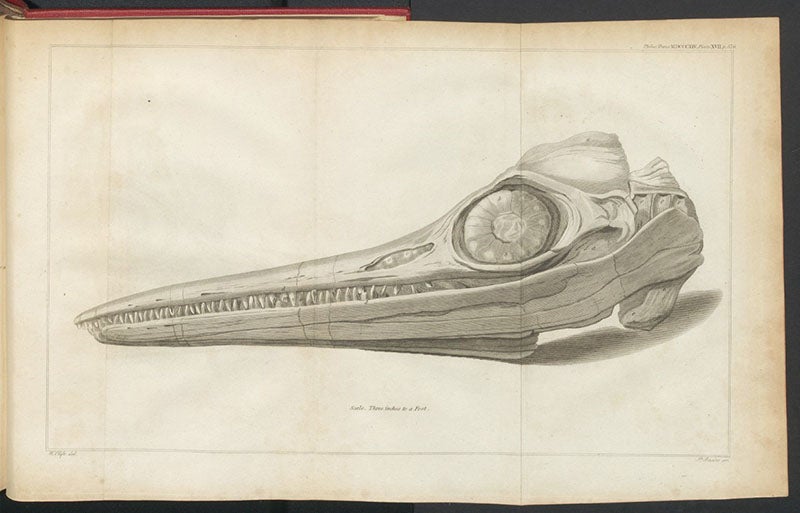 Skull of an Ichthyosaurus found by Mary Anning in 1812-13, engraved by Jame Basire II after a drawing by William Clift, published with a paper by Everard Home in the Philosophical Transactions of the Royal Society of London, vol. 104, 1814 (Linda Hall Library)