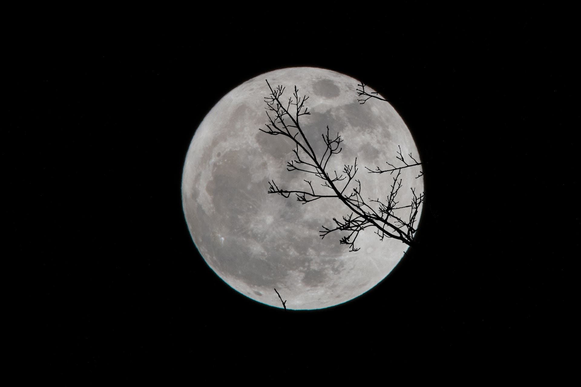Photo of tree branches over moon