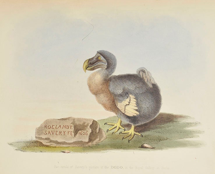 Copy of a painting of a dodo by Roelandt Savery, 1626, lithographed frontispiece, Hugh Strickland, The Dodo and its Kindred, 1848 (Linda Hall Library)