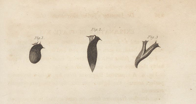 Detail of fourth image, top, planaria in various stages of regeneration (Linda Hall Library)
