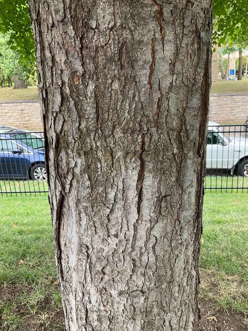 Red Maple bark