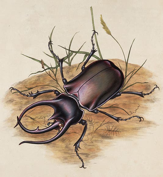 Staghorn beetle, in Edward Donovan, <i>Natural History of the Insects of India</i>, 1800 (Linda Hall Library)