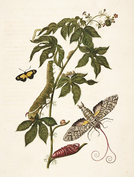 Cyllopoda moth on a belly ache bush, hand-colored engraving in Metamorphosis insectorum surinamensium, by Maria Merian, plate 38, slightly cropped, 1705 (Linda Hall Library)
