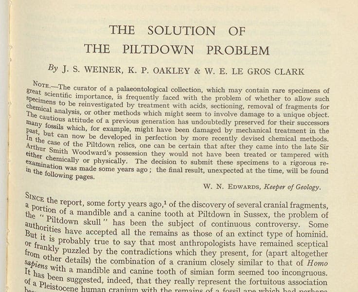 Detail of the first paragraph of "The solution to the Piltdown problem,” by Joseph S. Weiner, Kenneth P. Oakley, Wilfrid Le Gros Clark, Bulletin of the British Museum (Natural History), Geology, vol. 2, 1953 (Linda Hall Library)