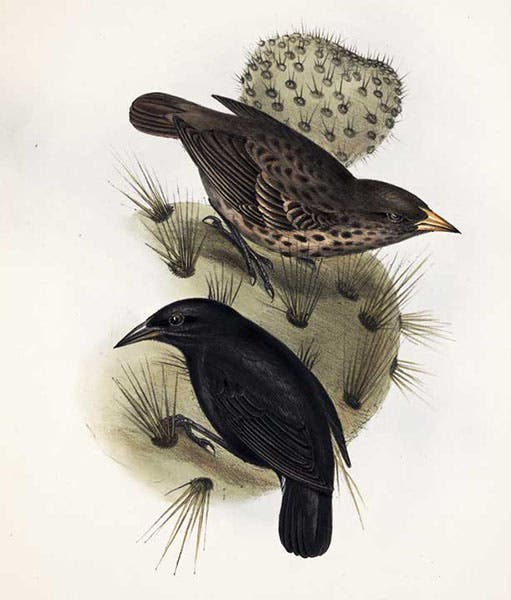 Galapagos cactus finches, hand-colored lithograph by Elizabeth Gould, The Zoology of the Voyage of HMS Beagle, by Charles Darwin, volume 3, 1841 (Linda Hall Library)
