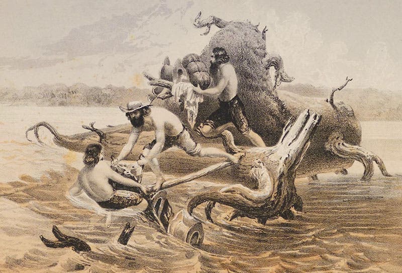 “Crossing the Hellgate River, May 5, 1854,” detail of tinted lithograph by Gustav Solon, in Narrative … for a Route for a Pacific Railroad near the Forty-Seventh and Forty-Ninth Parallels … from St. Paul to Puget Sound, by Isaac I. Stevens, 1855 (publ. 1860) (Linda Hall Library)