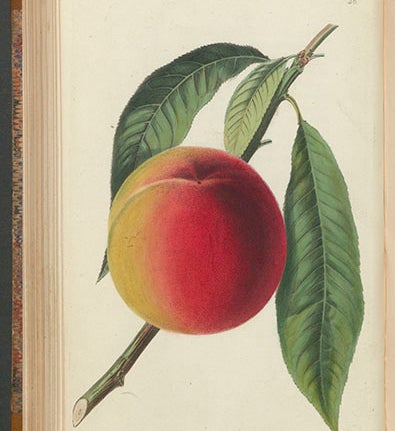 “Bellegarde peach,” drawn by Augusta Withers, engraved by W. Clark and S. Watts, in John Lindley, <i>Pomologia Britannica</i>, 1841 (Linda Hall Library)