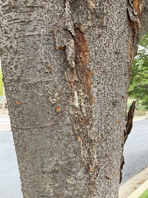 Japanese Zelkova bark