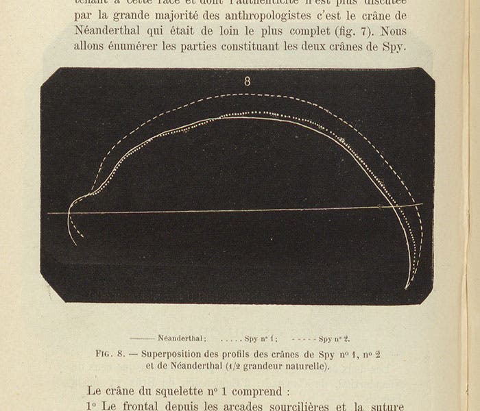 Superposition of side views of Spy 1, Spy 2, and Neanderthal skulls, wood engraving, Julien Fraipont and Max Lohst, Archives de Biologie, vol. 7, 1887 (Linda Hall Library)