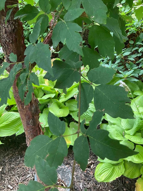 Paperbark Maple leaf