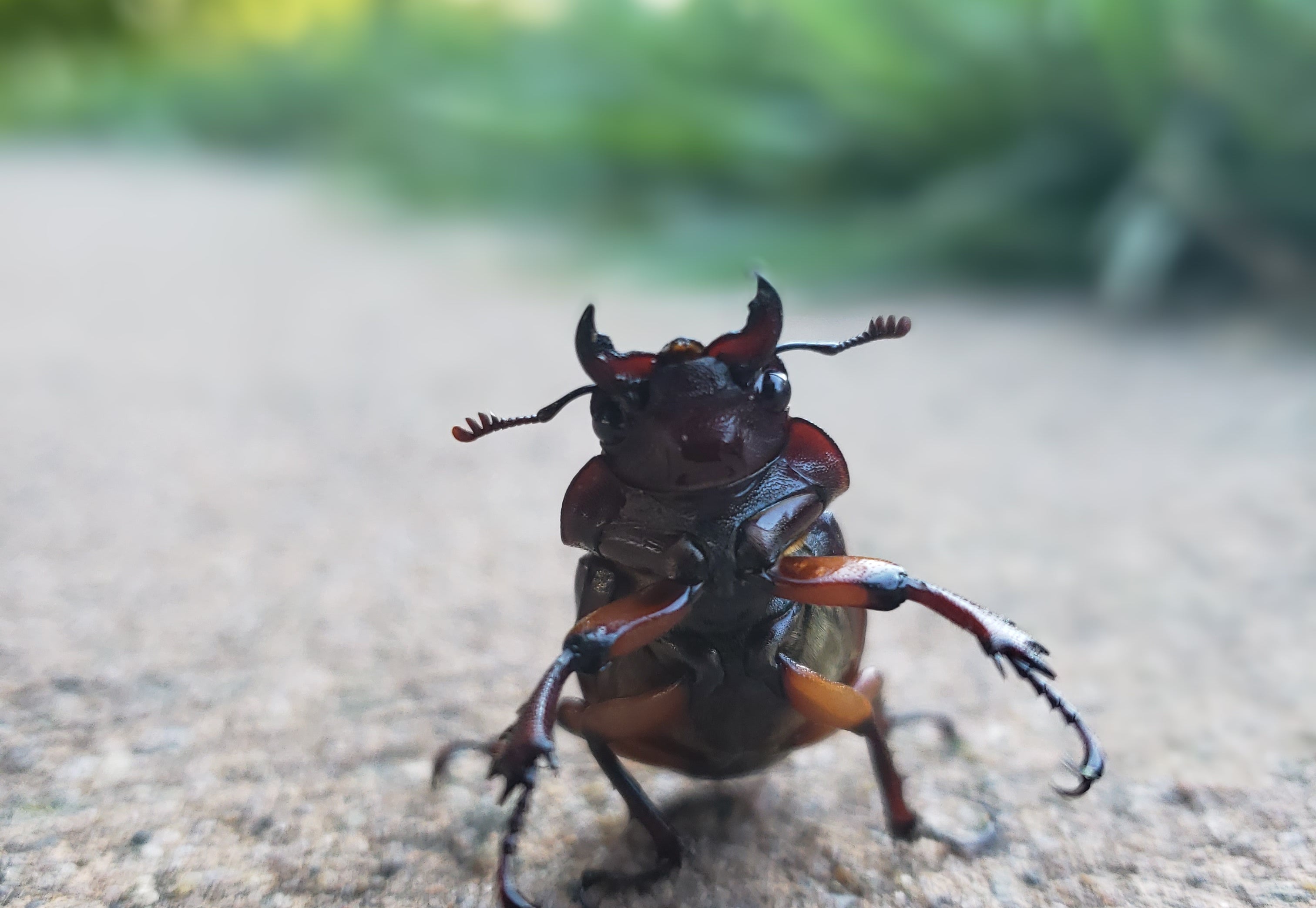 Beetle in the LHL Arboretum