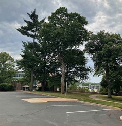 Sugar Maple summer