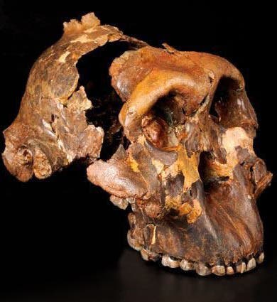 Original skull of OH 5, known as Zinj, in the National Museum of Tanzania (nmt.go.tz)