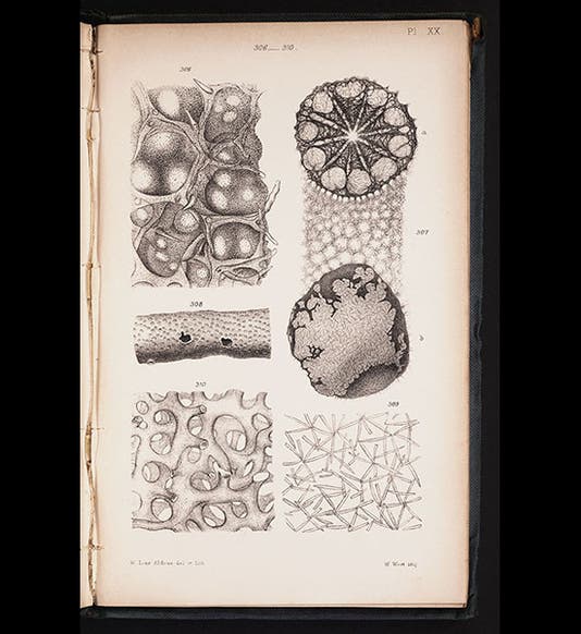 Bowerbank published his own monograph on British sponges in 1864.