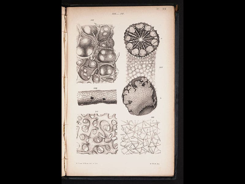 Bowerbank published his own monograph on British sponges in 1864.