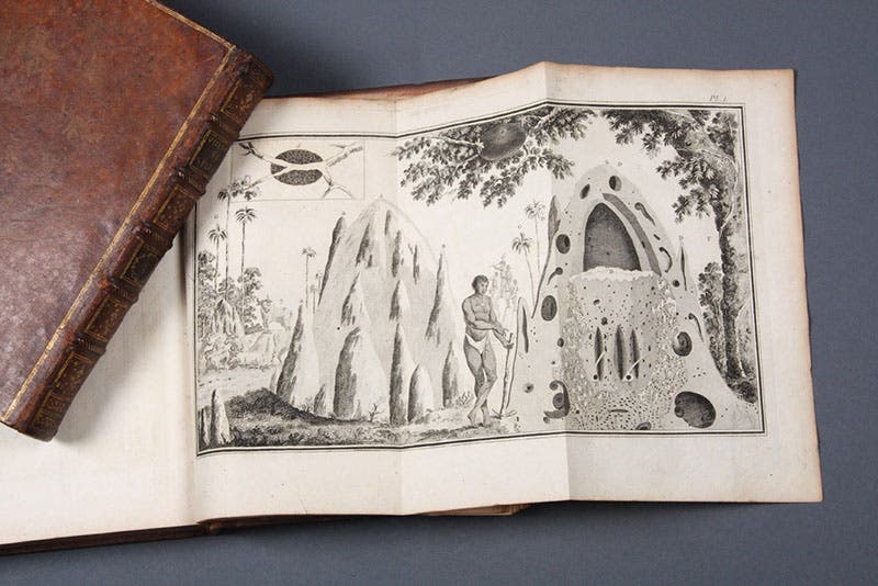 Termite mounds in Africa, with one cut away, in Voyage au Cap de Bonne-Espérance, et autour du monde avec le Capitaine Cook, by Anders Sparrman, 1787, offered for sale by Hordern House Books (hordern.com)