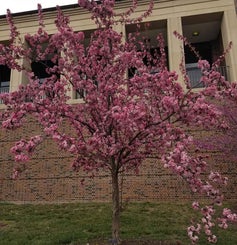 Flowering Crab spring