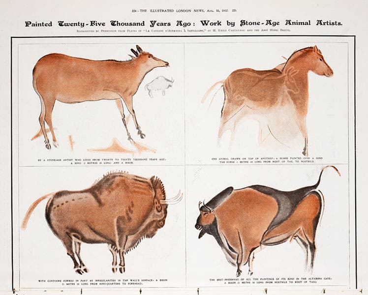 Four paintings from the Altamira cave ceiling, copied by Abbé Breuil, Illustrated London News, Aug. 10, 1912 (author’s collection)