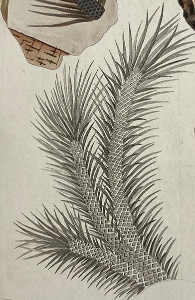 Detail of second image just above (Linda Hall Library)