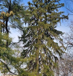 Norway Spruce winter