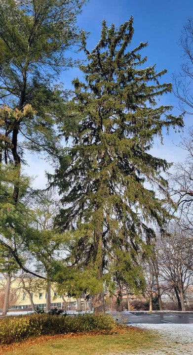 Norway Spruce winter