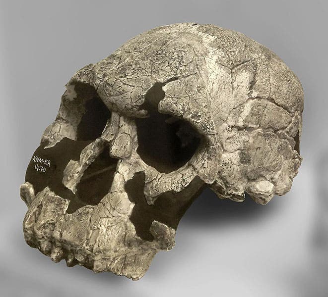 KNM-ER 1470, Homo rudolfensis, found 1972, cast of original at Göteborgs Naturhistoriska Museum, Göteborg, Sweden (Wikimedia commons).