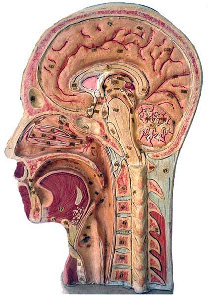 A papier-mâché model of a human head, bisected; made by the Auzoux firm, offered for sale (antiquescientifica.com)