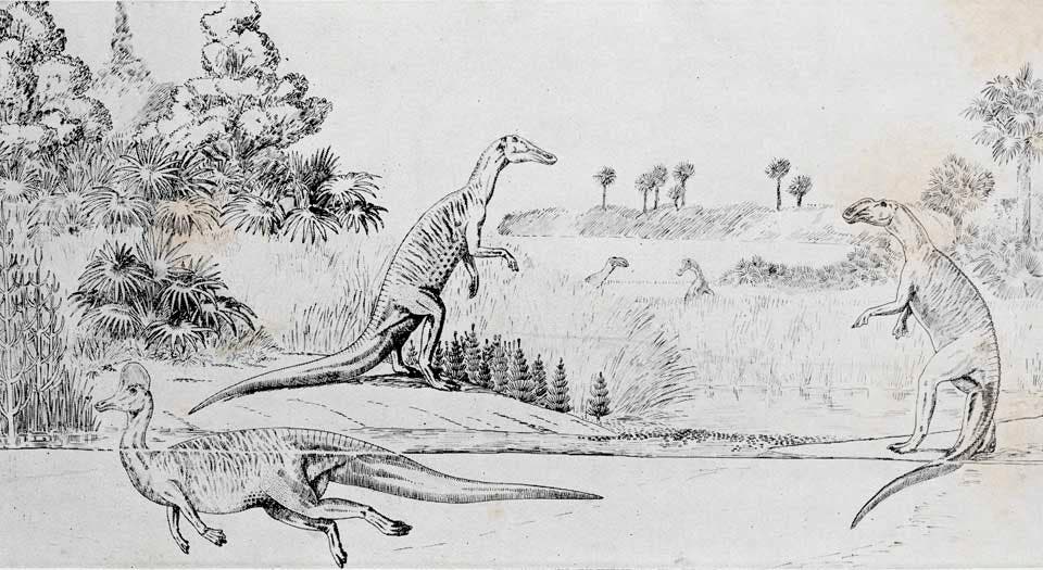 Restoration of Corythosaurus. This work was on display in the original exhibition as item 29. Image source: Brown, Barnum. "Corythosaurus casuarius: Skeleton, musculature and epidermis," in: Bulletin of the American Museum of Natural History, vol. 35 (1916), pl. 22.