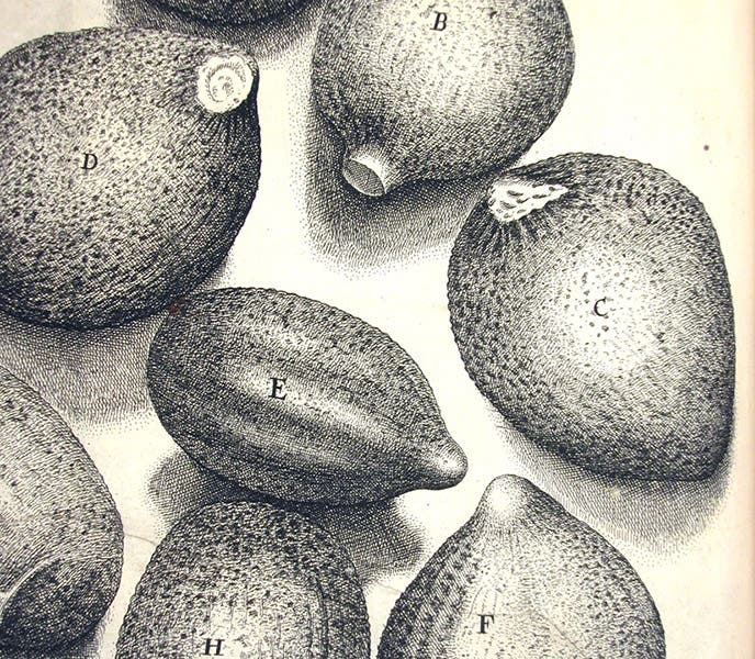 Thyme seeds, detail of engraving, scheme 18, Robert Hooke, Micrographia, 1665 (Linda Hall Library)