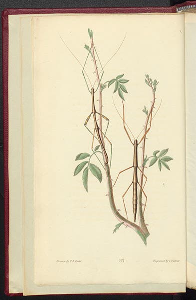 Two walking sticks, hand-colored engraving by Cornelis Tiebout after a drawing by Titian R. Peale, called Spectrum femoratum by Thomas Say, in his American Entomology, vol. 3, 1824-28 (Linda Hall Library)