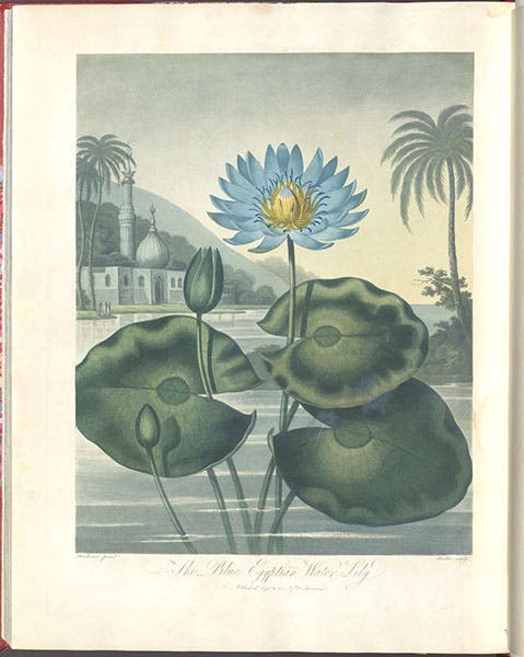 The Blue Egyptian Water-Lily, engraving after a painting by Peter Henderson, 1804, in The Temple of Flora, by Robert Thornton, 1807 (Linda Hall Library)