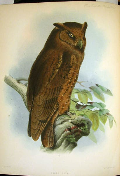 Scops usta, a South American owl, hand-colored lithograph by Joseph Wolf, Transactions of the Zoological Society of London, vol. 4, 1862 (Linda Hall Library)