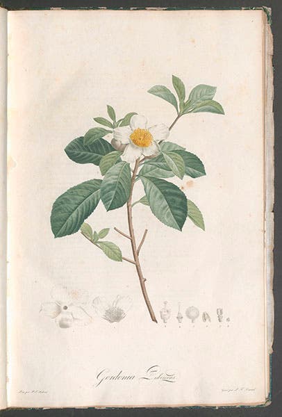 Gordonia pubescens (Franklinia alatamaha), engraving after a drawing by Pierre-Joseph Redouté, Jardin de la Malmaison, by Étienne Pierre Ventenat, vol. 1, 1803-04 (Linda Hall Library)