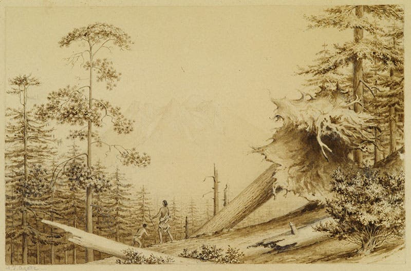 Shasta peak, pen and wash drawing by Alfred Agate, 1841 (U.S. Navy Art Collection)