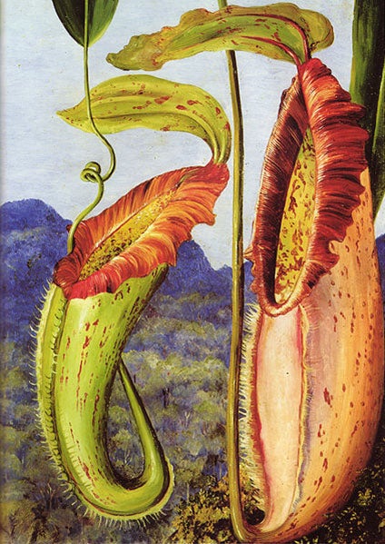 Pitcher Plant, by Marianne North (Wikipedia)